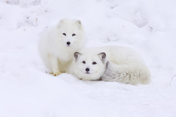 Wall Mural - arctic fox