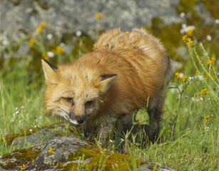 Wall Mural - red fox