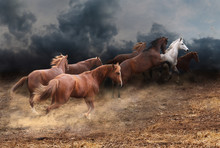Rapid Running Of The Herd Of Horses Across The Steppe From A Thunderstorm