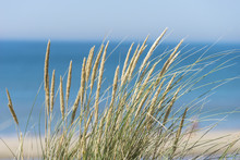 Long Grass Near A Sandy Beach And Blue Sea.