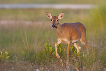 Wall Mural - endangered key deer walking