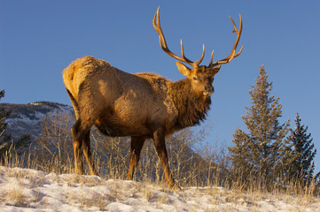 Wall Mural - canadian elk