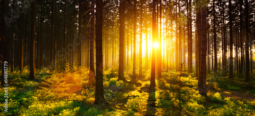 silent-forest-na-wiosne-z-pieknym-jasnym-sloncu
