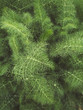 Natural background - greenery of fennel