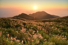 Sunset With Miscanthus In Da-tun Mountain, Yangmingshan National Park, Taipei, Taiwan