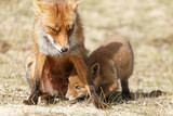 Fototapeta Zwierzęta - Red fox cubs.
