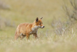 Fototapeta Zwierzęta - Red fox cub in nature
