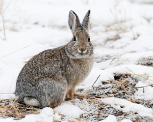 Wall Mural - mountain cottontail