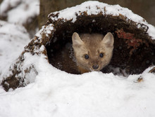Pine Martin Hiding In Hollow Log In Snow During Winter Time