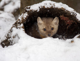 Sticker - Pine martin hiding in hollow log in snow during winter time