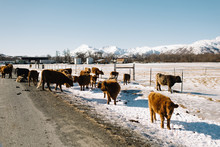 Alaskan Cows In Winter