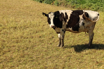 cow in land