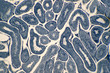 Cross section Human testis under microscope view.