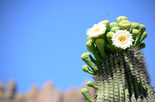 Saguaro In Bloom