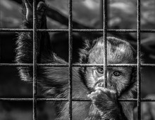 Sad Monkey In Cage 3
