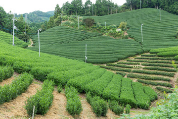 Wall Mural - Green fresh tea farm