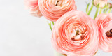 Beautiful pink ranunculus bouquet. Woman mother's day wedding. Holiday elegant bunch of flowers.