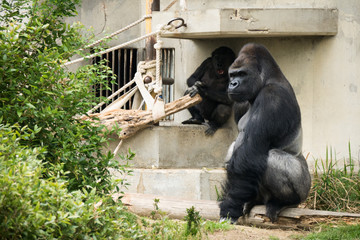 Western Lowland Gorilla / Shabani