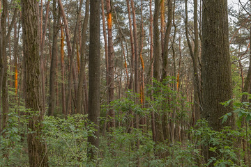  Sonnenstrahlen im Wald