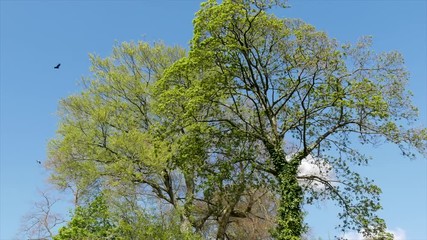 Wall Mural - Gentle breeze blows tree foliage in front of blue cloudy sky. Two birds fly into the scene.