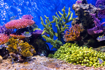 Aquarium fish with coral and aquatic animals