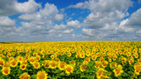 Fototapeta Kwiaty - field of blooming sunflowers