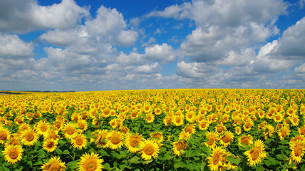 Wall Mural - field of blooming sunflowers