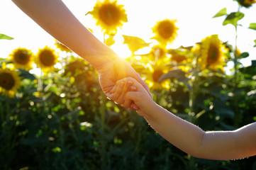 Wall Mural - Hands on the field of sunflowers