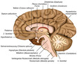 Querschnitt durch das menschliche Gehirn, vektor illustration mit Beschreibung