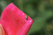 Lygus rugulipennis  - Plant Bug