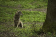 Siedzący wilk 