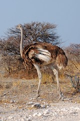 Wall Mural - Proud female Ostrich in the amazing Etosha National Park