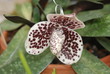Orchidea macchiata viola