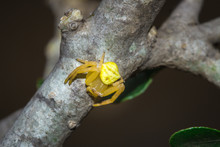 Yellow Flower Crab Spider (thomisus Onustus )sitting On A Leaf, Pietermaritsburg, South Africa