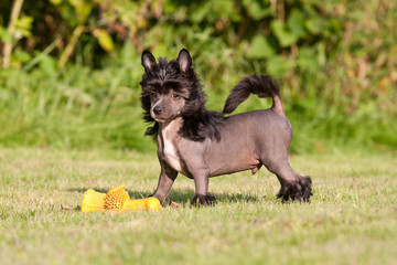 Portrait of nice young chinese crested dog