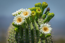 Saguaro Cactus Blooms 