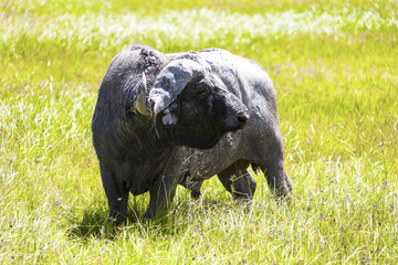 Wall Mural - The African buffalo or Cape buffalo is a large African bovine. Tanzania Africa 