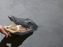 Wild Crocodile In The Everglades