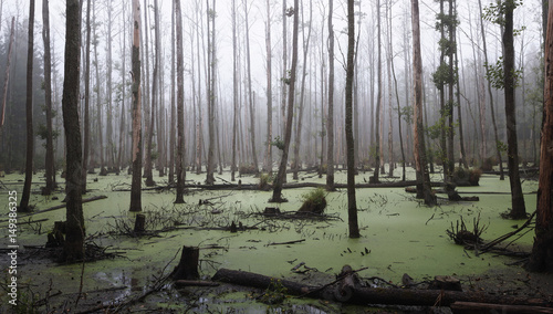Fotomural Panoramic view of a misty swamp in the forest with copy space