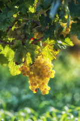  Włoskie winogrona