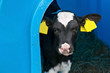 Young calf in a nursery for cows on a dairy farm.
