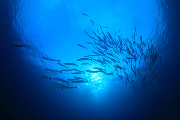 Wall Mural - Barracuda fish underwater