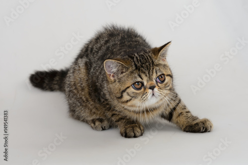 Exotic Shorthair Cat On White Background Brown Spotted Tabby