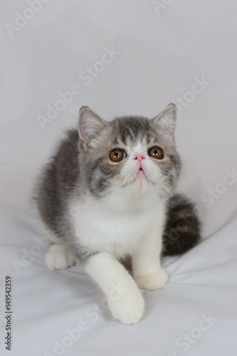 Exotic Shorthair Cat On White Background Blue Tabby And White