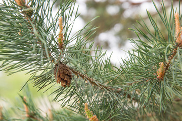 Cones on the pine