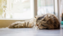 Gray Striped Persian Cat Sleeping On A Floor, Soft Focus.