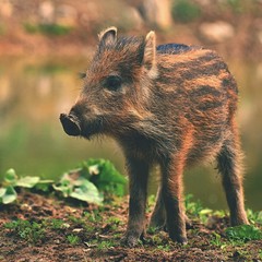 Wall Mural - Animal - wild boar in the wild. Young bears playing in nature. (Sus scrofa)