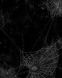 Spider web silhouette against black shabby wall - halloween theme vertical grunge background
