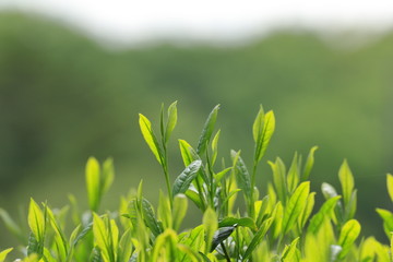 Green tea leaves hand picking