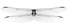 Dragonfly Wings Isolated On White Background.